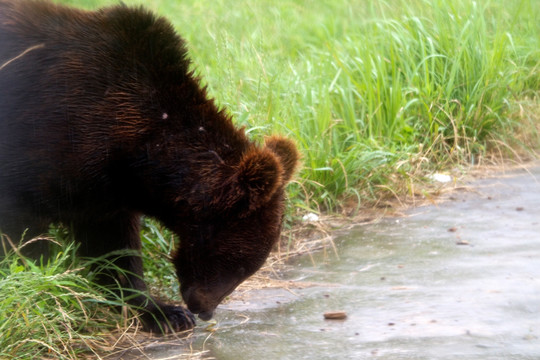 棕熊 狗熊 猛兽 野生动物园