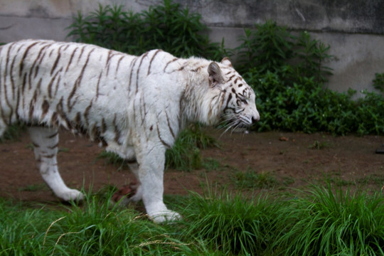 白虎 猛兽 动物 野生动物园