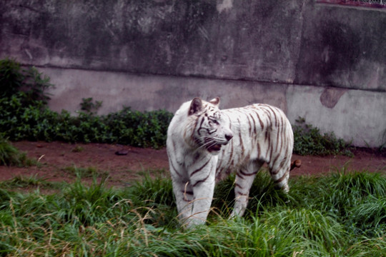 白虎 猛兽 动物 野生动物园