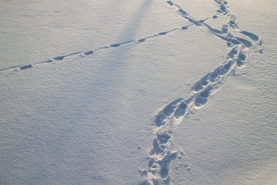 雪地上的脚印