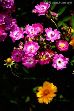 月季花与金鸡菊