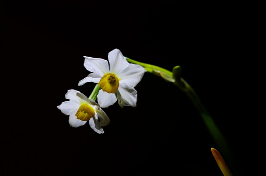 水仙花