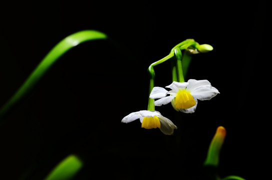 水仙花