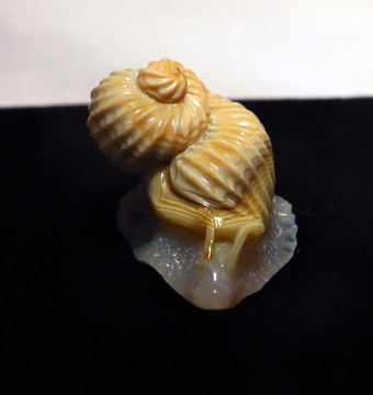 玉雕海螺