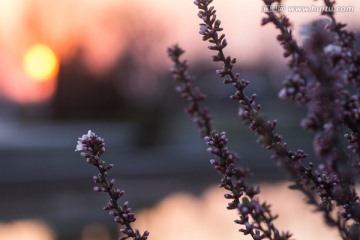 夕阳与繁花 暖色 暖调