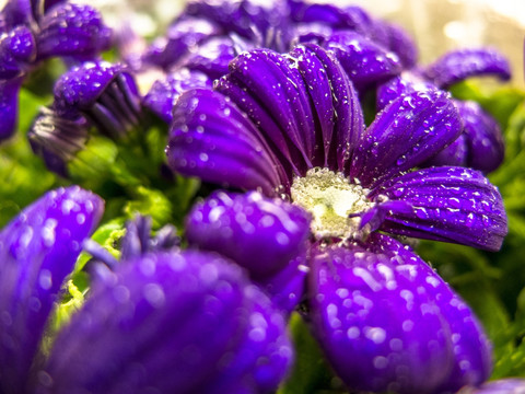 紫色菊花