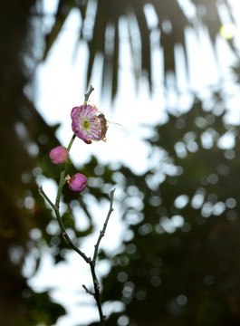 蜜蜂 梅花