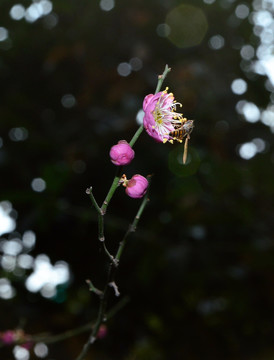 蜜蜂采花