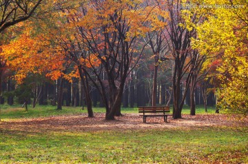 秋色彩林