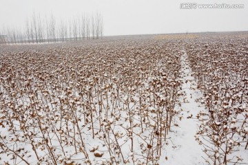 棉花 雪景