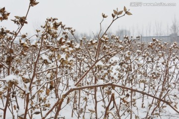 棉花 雪景