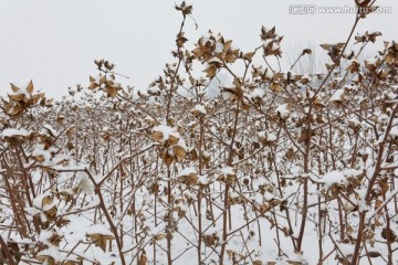 棉花 雪景