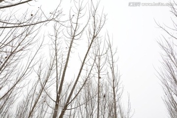 雪景 冬景