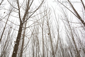 雪景 冬景