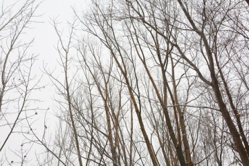 雪景 冬景