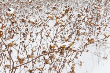 棉花 雪景