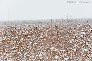 棉花 雪景