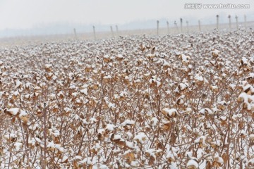 棉花 雪景