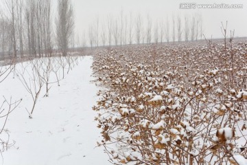 棉花 雪景