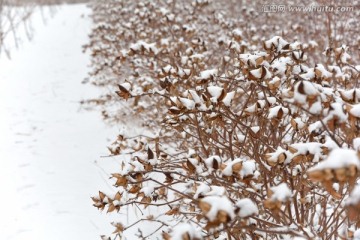 棉花 雪景