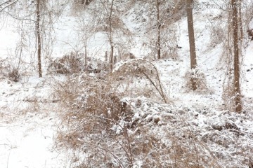 雪景 冬景