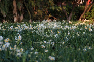 水仙花