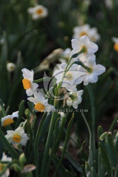 水仙花