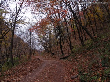 红叶 枫叶 秋景 枫叶之乡