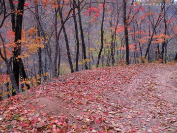 红叶 枫叶 秋景 枫叶之乡