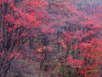 红叶 枫叶 秋景 枫叶之乡