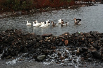 鸭子 群鸭 游动 水面  动物