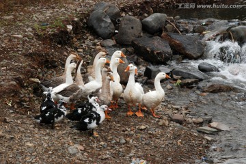 鸭子 群鸭 水面 游动 地面