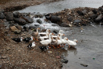 鸭子 群鸭 水面 游动 倒影