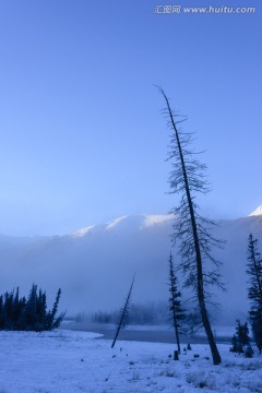 雪山 森林