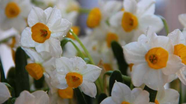 水仙花