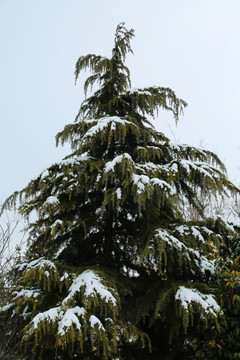 大雪压青松