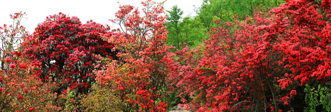 山花烂漫