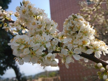 梨花特写