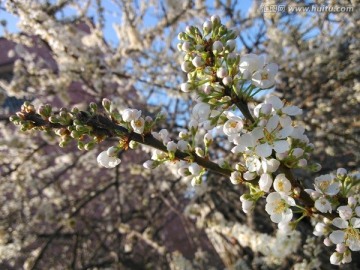 梨花