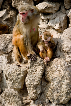 保护孩子的猴子