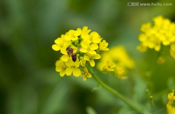 蜜蜂油菜花