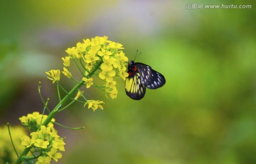 蝴蝶花草