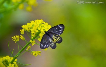 蝴蝶花草