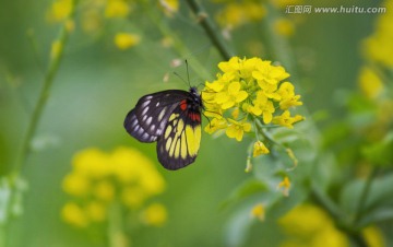 蝴蝶花草