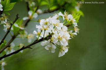 梨花