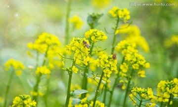 蜜蜂油菜花