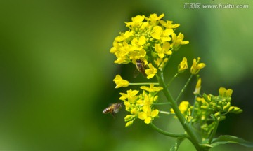 蜜蜂油菜花