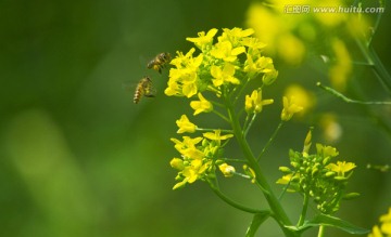 蜜蜂油菜花