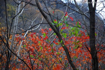 红叶 枫叶 秋景 枫叶之乡