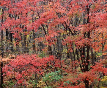 红叶 枫叶 秋景 枫叶之乡